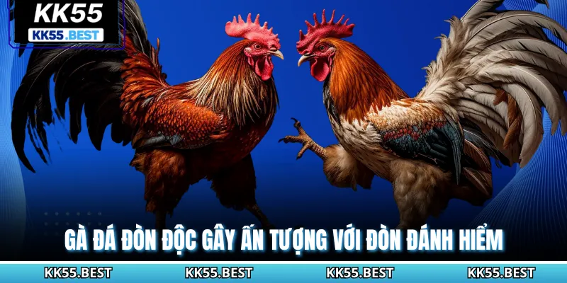 Gà đá đòn độc gây ấn tượng với đòn đánh hiểm